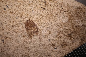 Media type: image;   Entomology PALE-14595